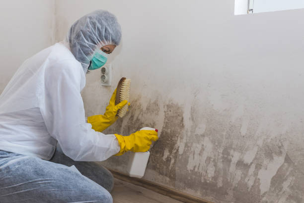 Professional Mold Removal Services in Gray Summit, MO